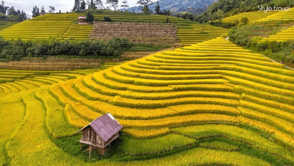 Witness Sapa’s Golden Rice Terrace Season