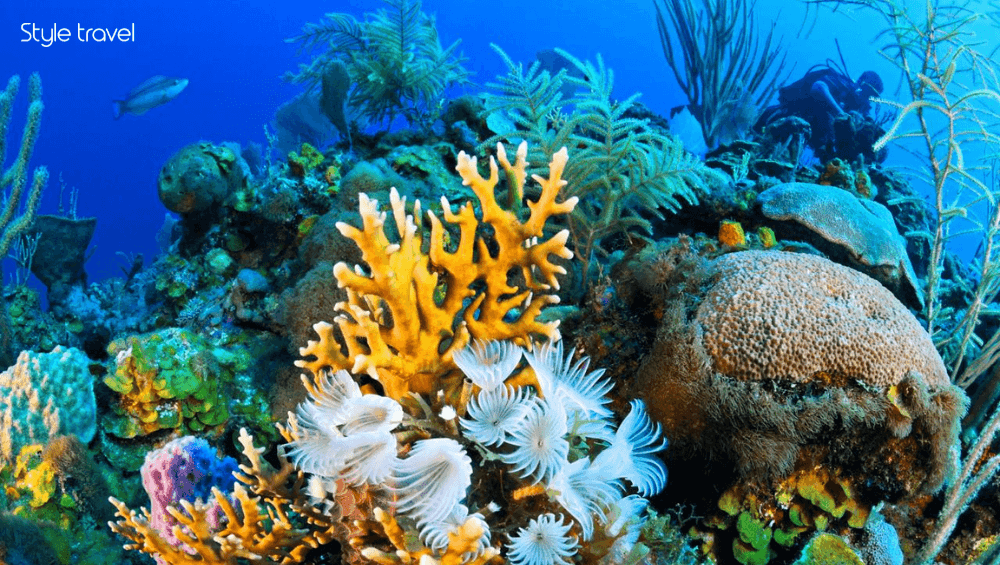 Go Snorkeling & Island Hopping