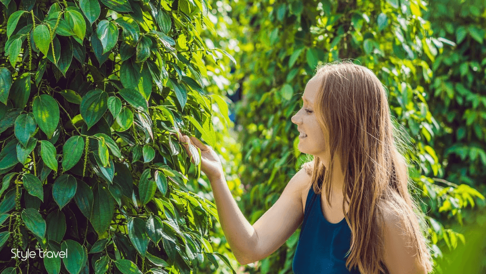 Visit a Pepper Farm